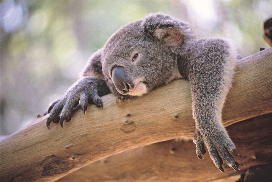 Koalas May Not Need Tiny Mittens for Burned Paws After All